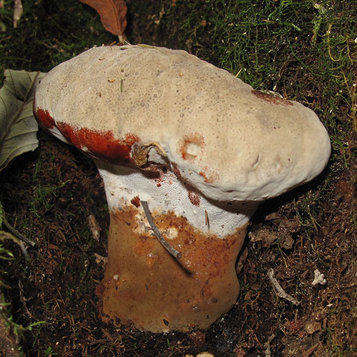 Sanguinoderma rude, Amauroderma rude, fungi, Tasmania