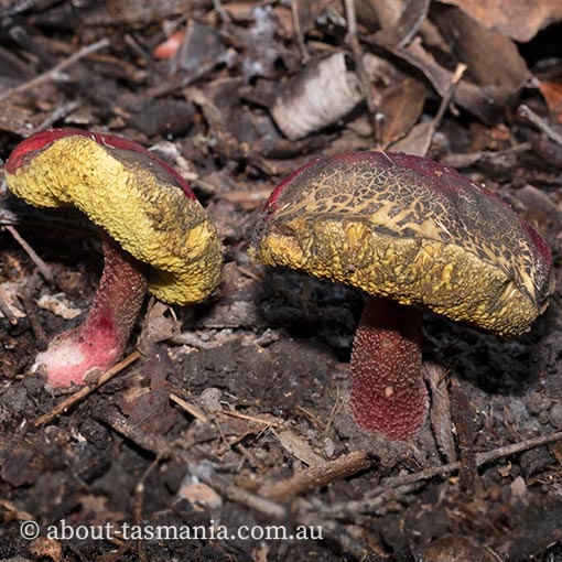 Boletellus obscurecoccineus, fungi, Tasmania