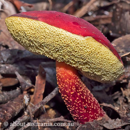 Boletellus obscurecoccineus, fungi, Tasmania