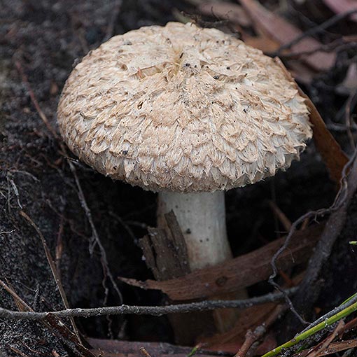 Boletellus emodensis, fungi, Tasmania