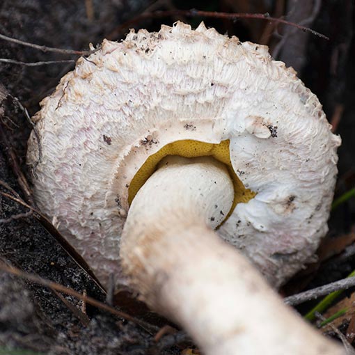 Boletellus emodensis, fungi, Tasmania