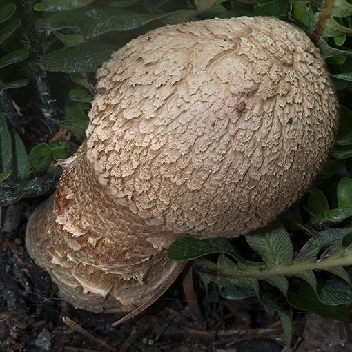 Boletellus emodensis, fungi, Tasmania