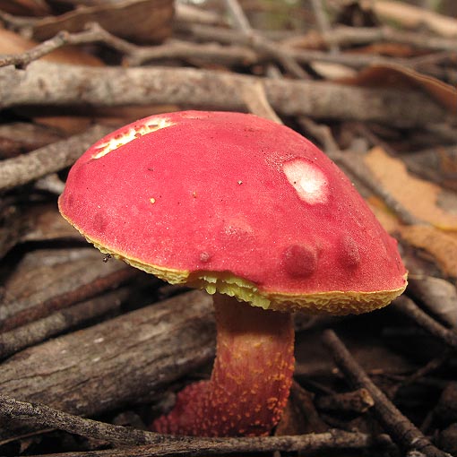 Boletellus obscurecoccineus, fungi, Tasmania