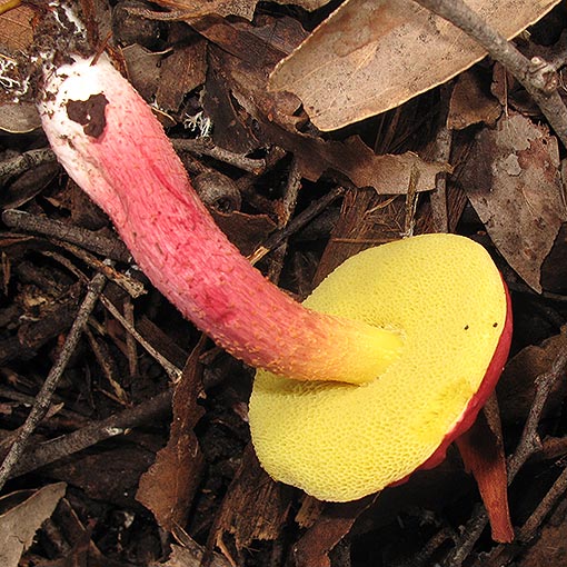 Boletellus obscurecoccineus | About Tasmania