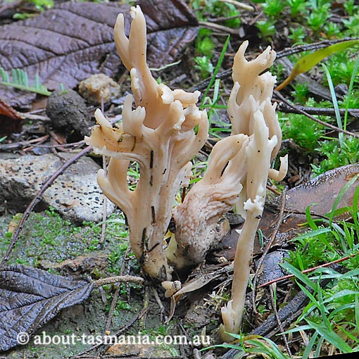 Clavulina cinerea, fungi, Tasmania