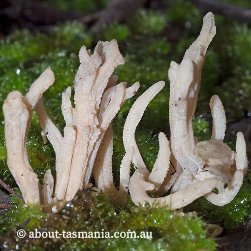 Clavulina subrugosa, fungi, Tasmania