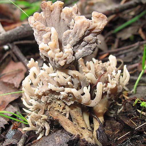Clavulina cinerea, fungi, Tasmania