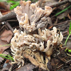 Clavulina cinerea