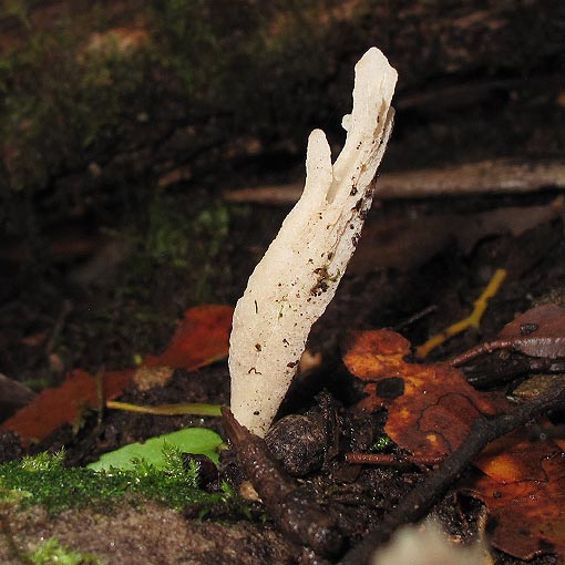Clavulina subrugosa, fungi, Tasmania