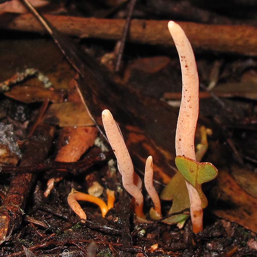 Clavulinopsis corallinorosacea, fungi, Tasmania