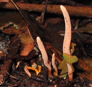 Clavulinopsis corallinorosacea