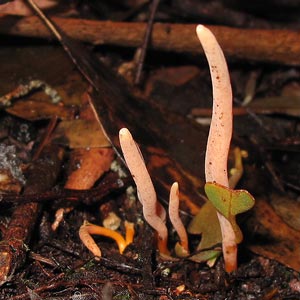 Clavulinopsis corallinorosacea