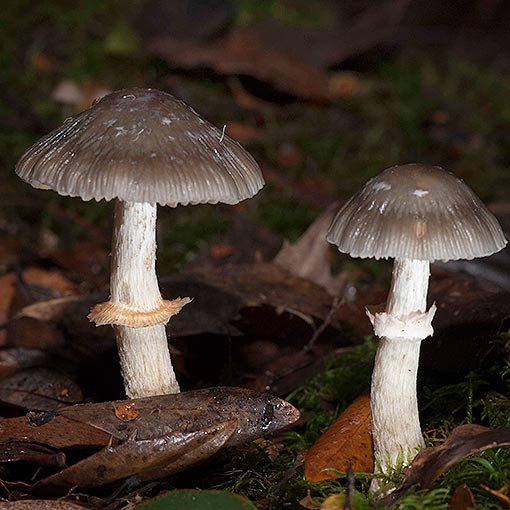 Cortinarius metallicus, fungi, Tasmania