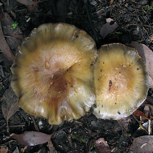 Cortinarius metallicus, fungi, Tasmania