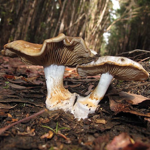 Cortinarius metallicus, fungi, Tasmania