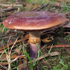 Cortinarius sp