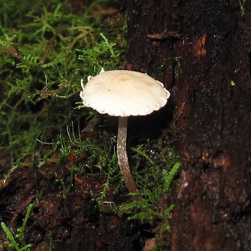 Cystolepiota sp