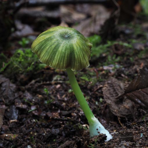 Entoloma rodwayi, fungi, Tasmania