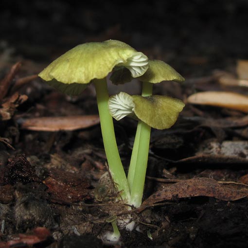 Entoloma rodwayi, fungi, Tasmania