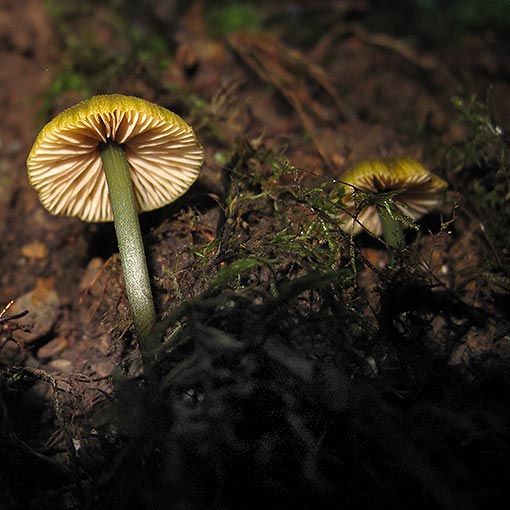 Entoloma rodwayi, fungi, Tasmania