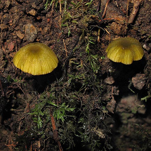 Entoloma rodwayi, fungi, Tasmania