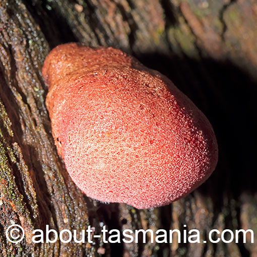Fistulina spiculifera, Fistulina tasmanica, Tasmania, fungi