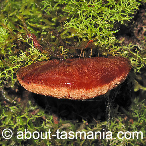 Fistulina spiculifera, Fistulina tasmanica, Tasmania, fungi