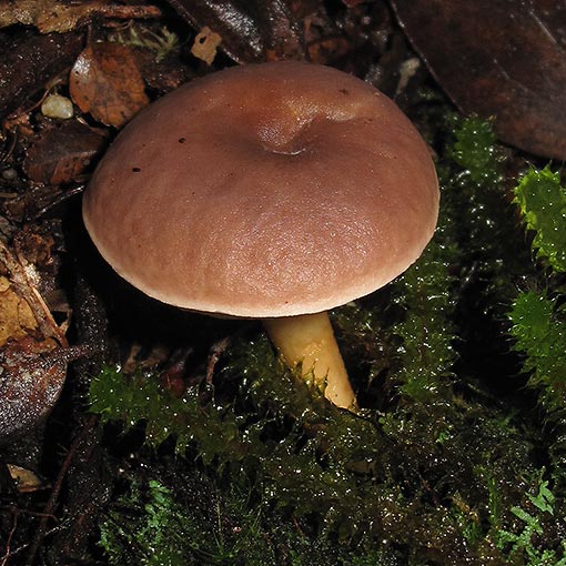 Fistulinella mollis, fungi, Tasmania