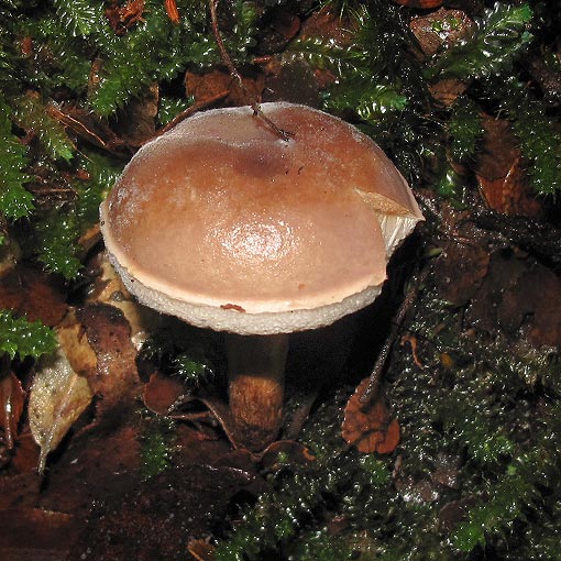 Fistulinella mollis, fungi, Tasmania