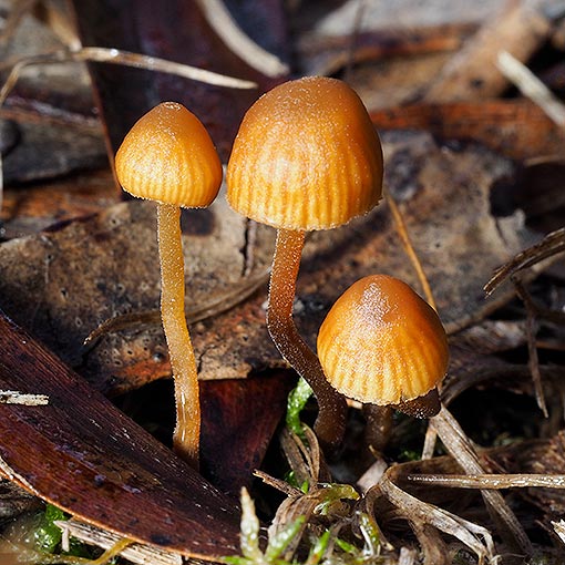 Galerina nana | About Tasmania