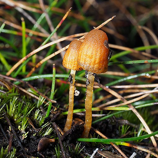 Galerina nana, fungi, Tasmania