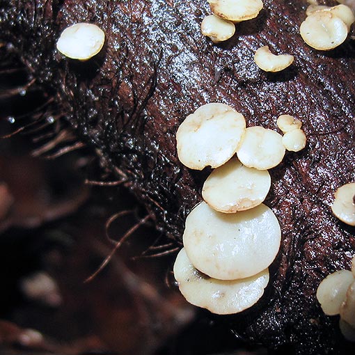 Hymenoscyphus2 Hymenoscyphus sp., fungi, Tasmania