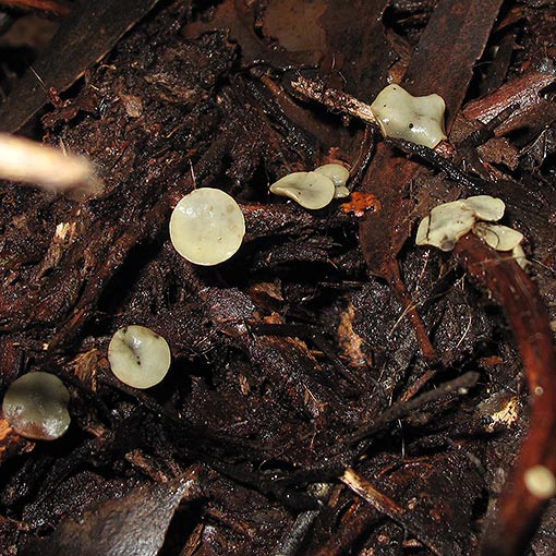 Hymenoscyphus3 Hymenoscyphus sp., fungi, Tasmania