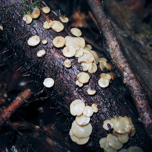 Hymenoscyphus4 Hymenoscyphus sp., fungi, Tasmania