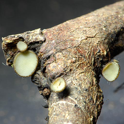 Hymenotorrendiella clelandii, fungi, Tasmania