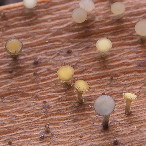 Hymenotorrendiella eucalypti, fungi, Tasmania