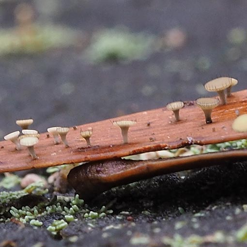 Hymenotorrendiella eucalypti, fungi, Tasmania