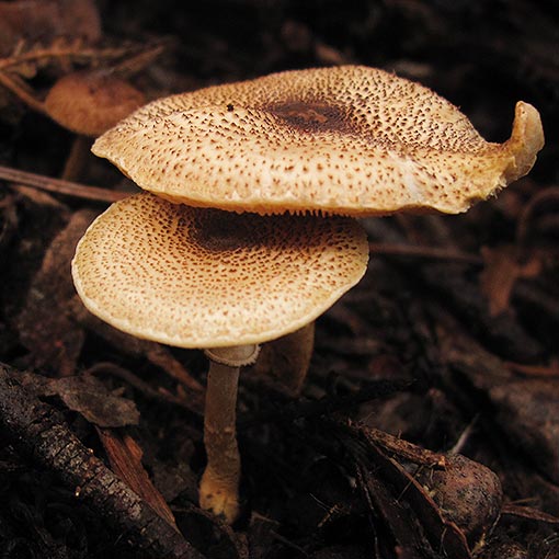 Lepiota sp. fungi, Tasmania