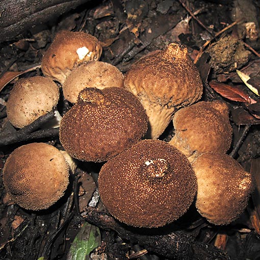 Lycoperdon perlatum, fungi, Tasmania