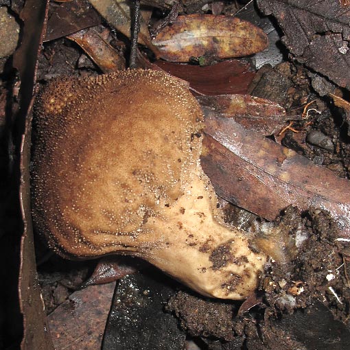 Lycoperdon perlatum, fungi, Tasmania
