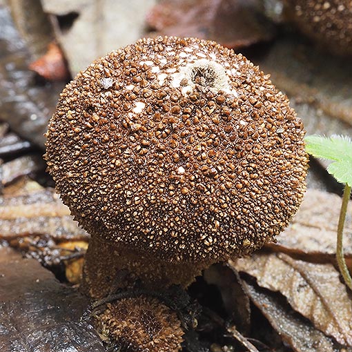 Lycoperdon perlatum, fungi, Tasmania