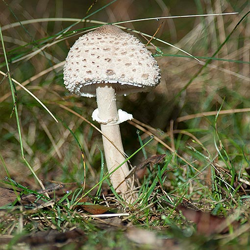 Macrolepiota clelandii, fungi, Tasmania