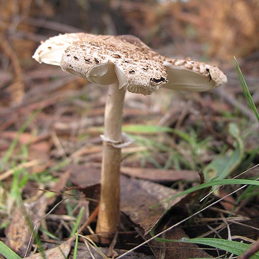 Macrolepiota clelandii, fungi, Tasmania