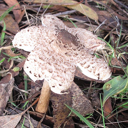 Macrolepiota clelandii, fungi, Tasmania