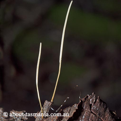 Macrotyphula juncea, fungi, Tasmania