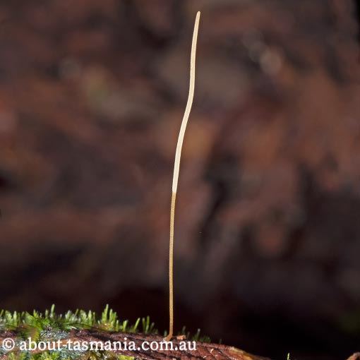 Macrotyphula juncea, fungi, Tasmania