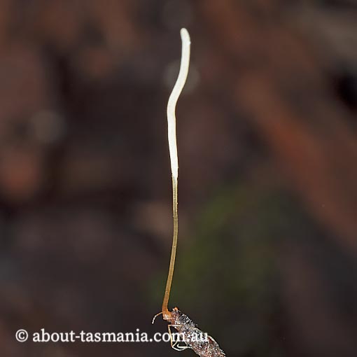 Macrotyphula juncea, fungi, Tasmania
