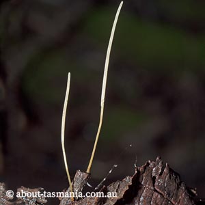 Macrotyphula juncea