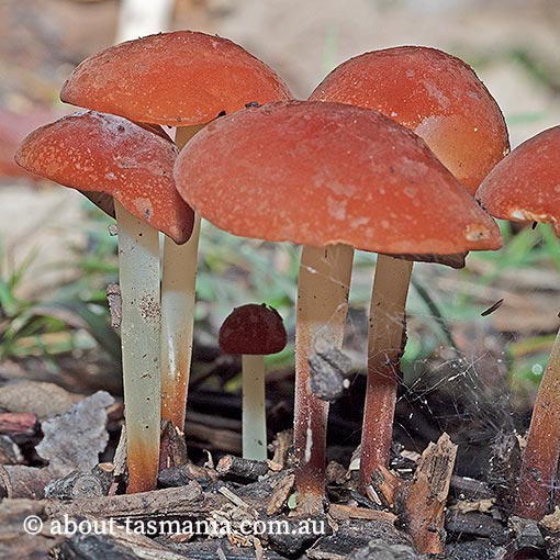 Marasmius elegans, fungi, Tasmania
