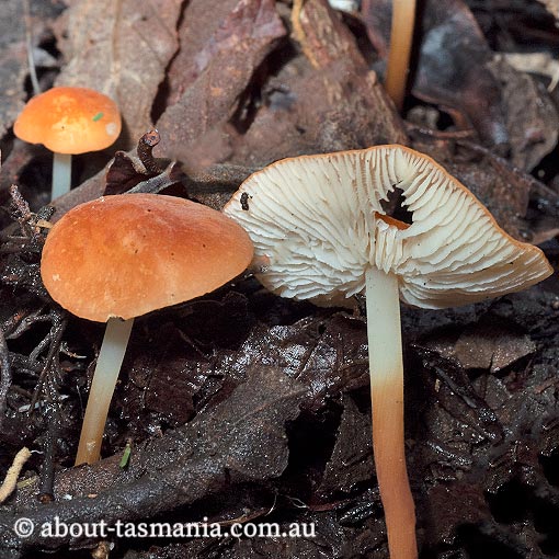 Marasmius elegans, fungi, Tasmania